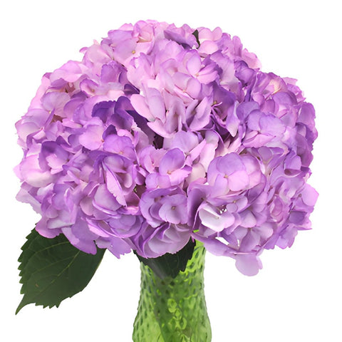 Violet Airbrushed Hydrangea Wholesale Flower in a Vase