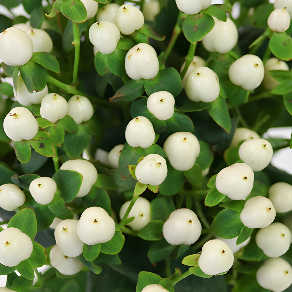 Buy Wholesale Snow White Designer Hypericum Berries in Bulk - Fifty