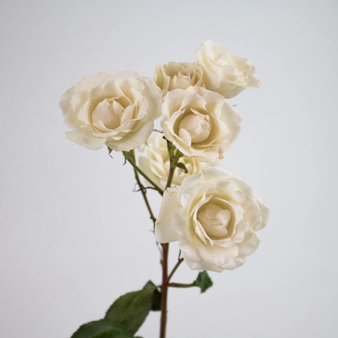 Ivory White Spray Rose Flower Stem