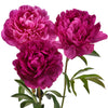 Kansas Peony for May Delivery