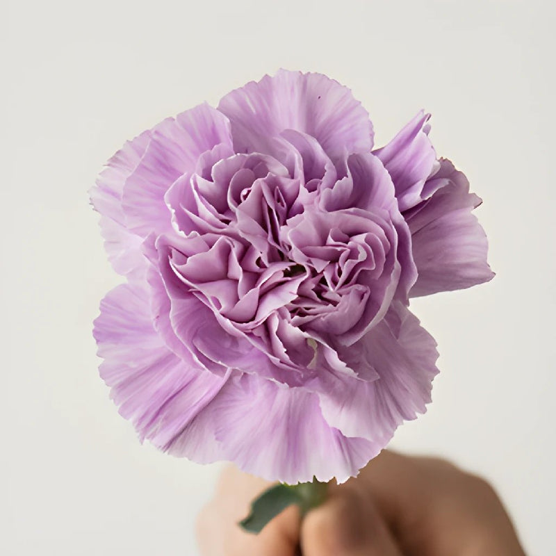 Lavender Carnation Stem