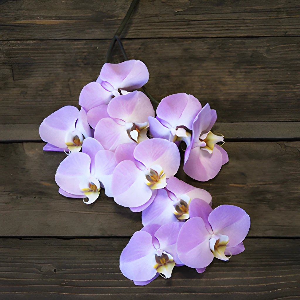 Wholesale Lavender Kiss Phalaenopsis Orchid Flower ᐉ bulk Lavender