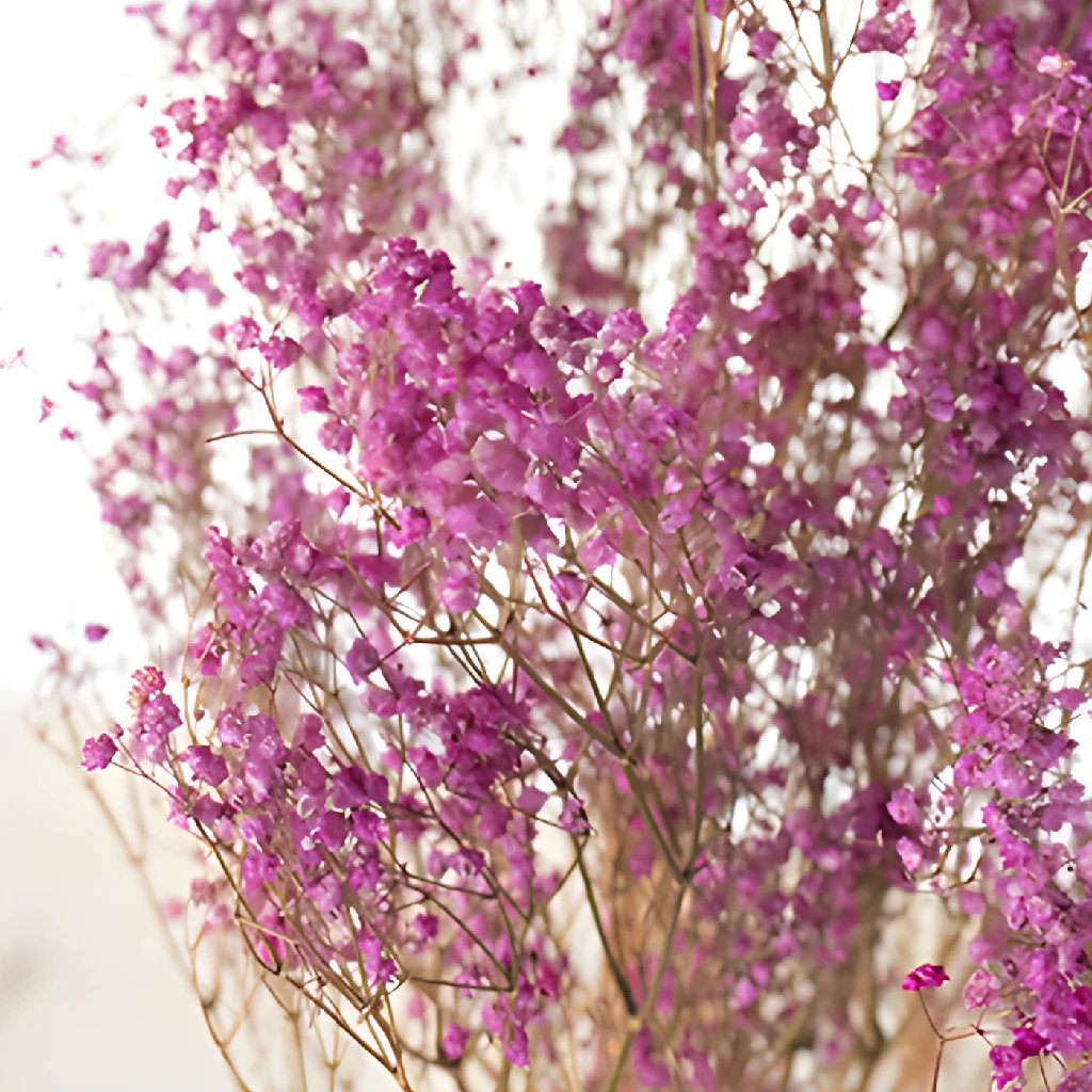 Dried Babies Breath-Hot Pink – Wild Blooms