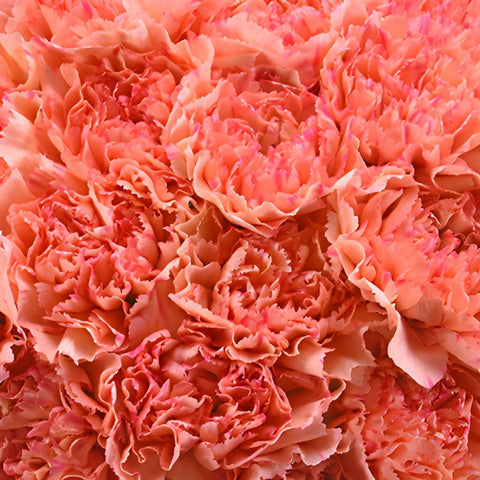 Lion King Peachy Red Wholesale Carnations Up close