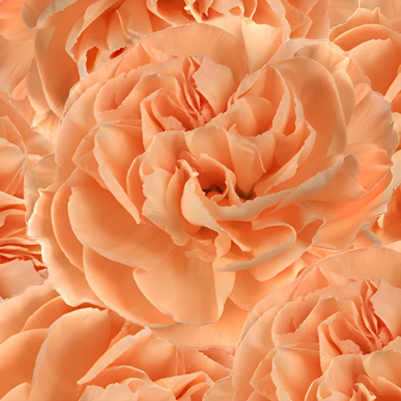 Mambo Peach Wholesale Carnations Up close