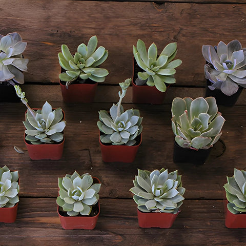 Save the Growers Californian Succulents