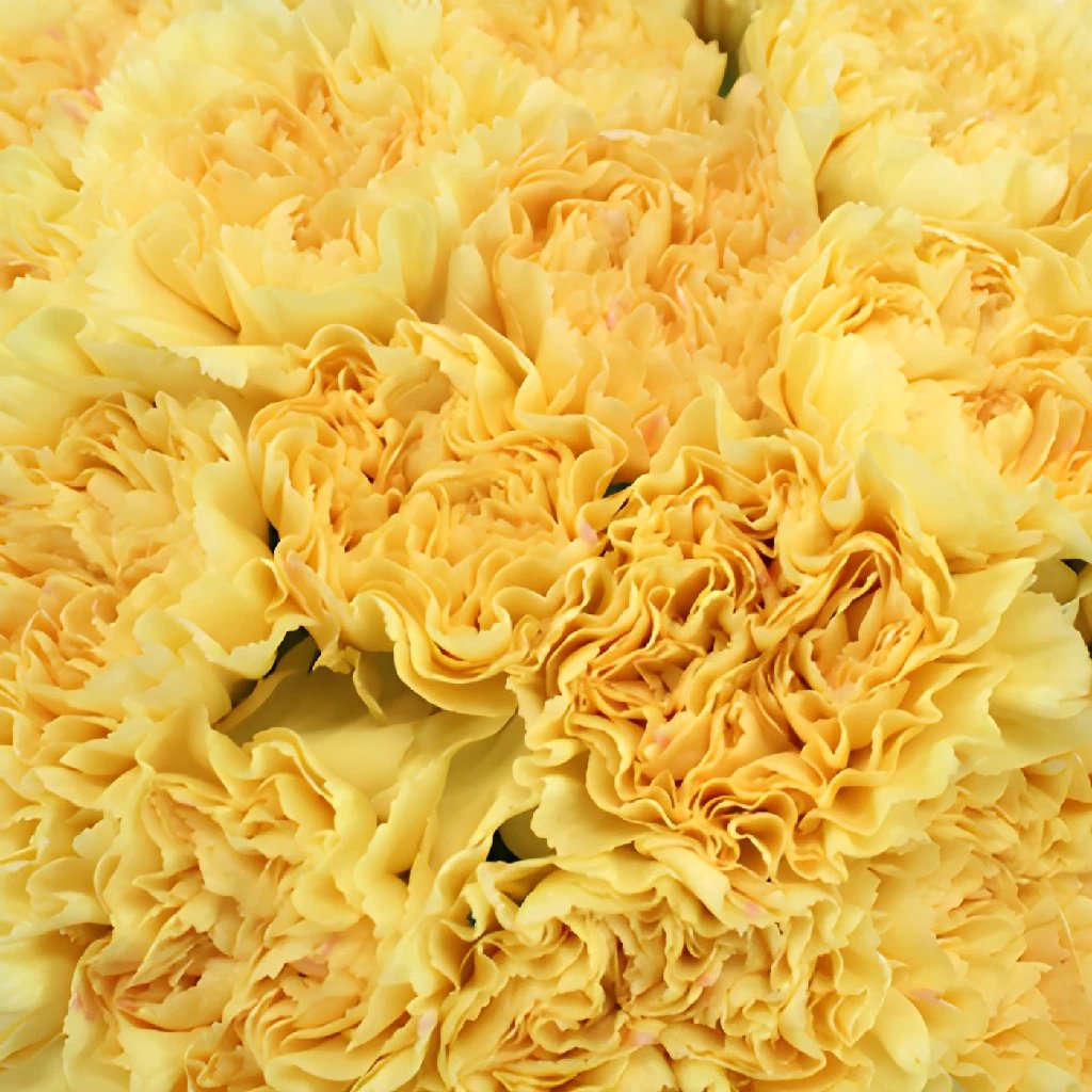 Lege Carnations - Florabundance Wholesale Flowers