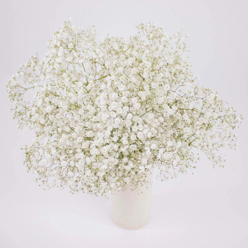 Baby's Breath White Wholesale Flower Stem in vase