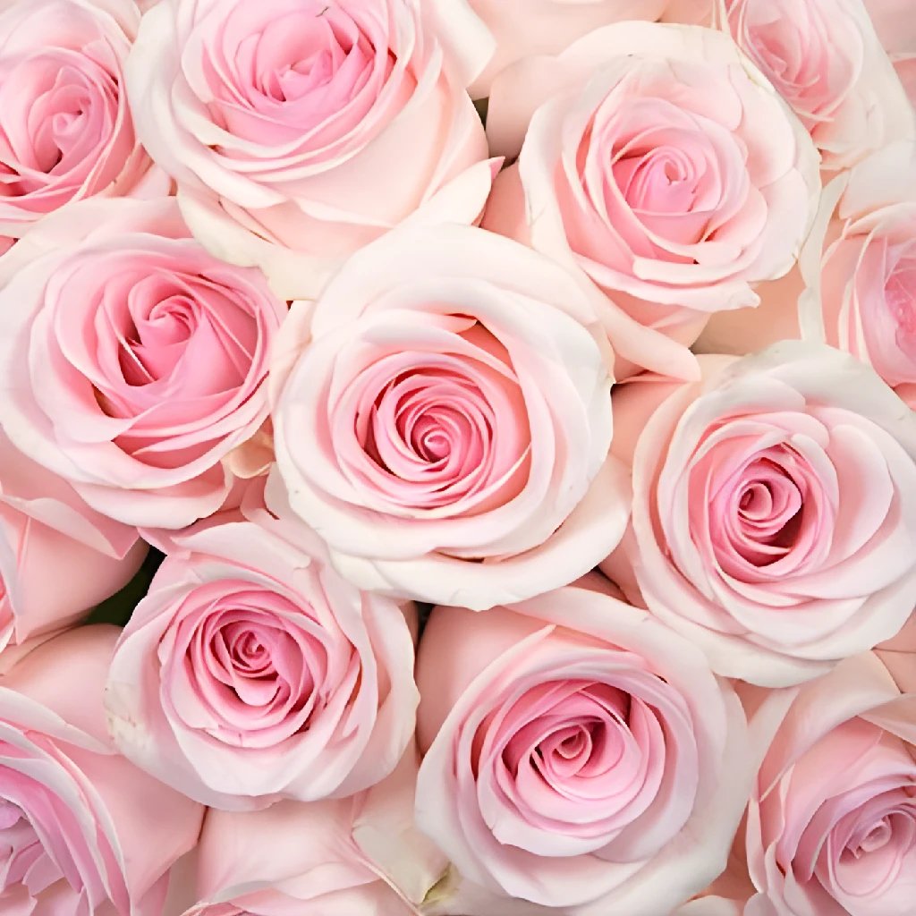 La Perla Peach Rose | Wholesale Roses | FiftyFlowers
