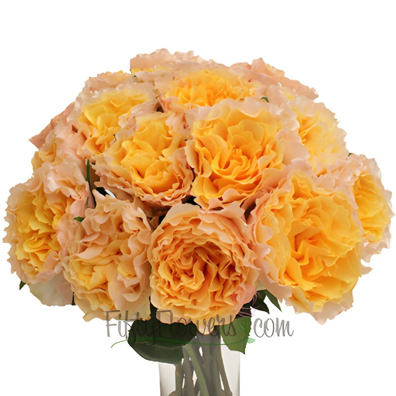 Orange Cream Ruffles Garden Wholesale Roses In a vase
