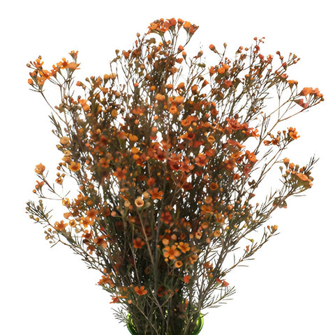 Dark Orange Enhanced Wax Flowers May 16th to November 30th Delivery
