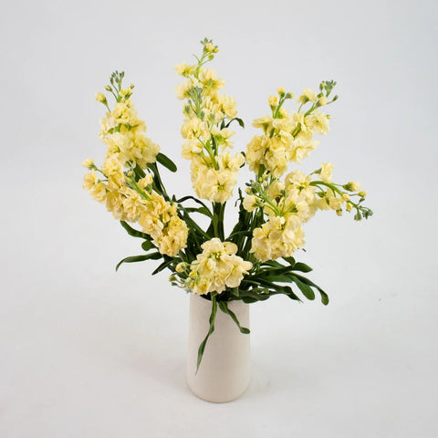 Pale Yellow Stock Flowers Bunch in Vase