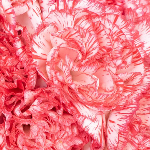 Red and White Peppermint Carnation Flowers Up Close