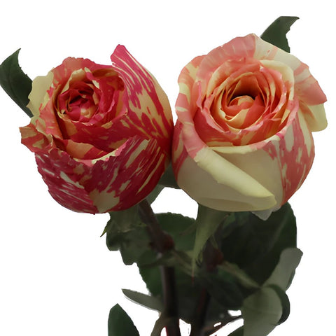 Pink and White Fiesta Wholesale Rose Bunch in a hand