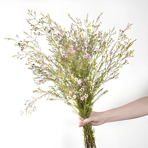 Lavender wax wholesale wedding flowers