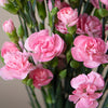 Pink Mini Carnation Flowers