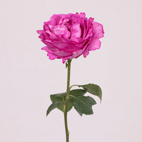 Yves Piaget Peony Roses Stem