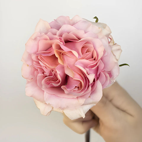 Powder Pink Garden Rose Stem