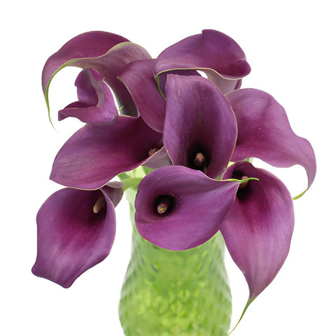 Purple Mini Calla Lilies