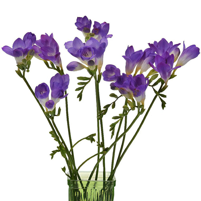 Purple Freesia Flower Stems