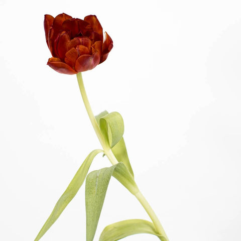 Red Double Tulip Flower Stem