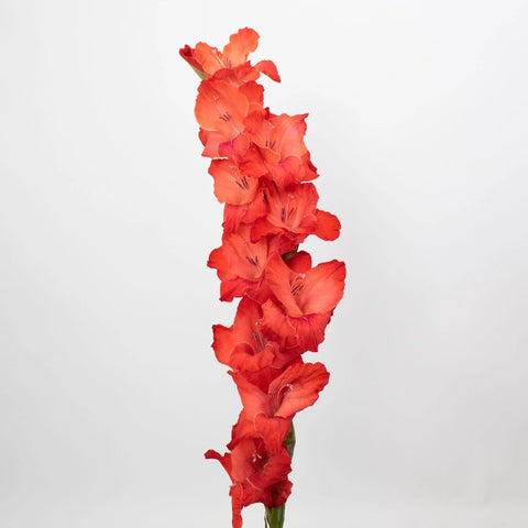 Red Gladiolus Flower Stem