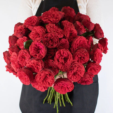 Red Piano Garden Roses in Hands