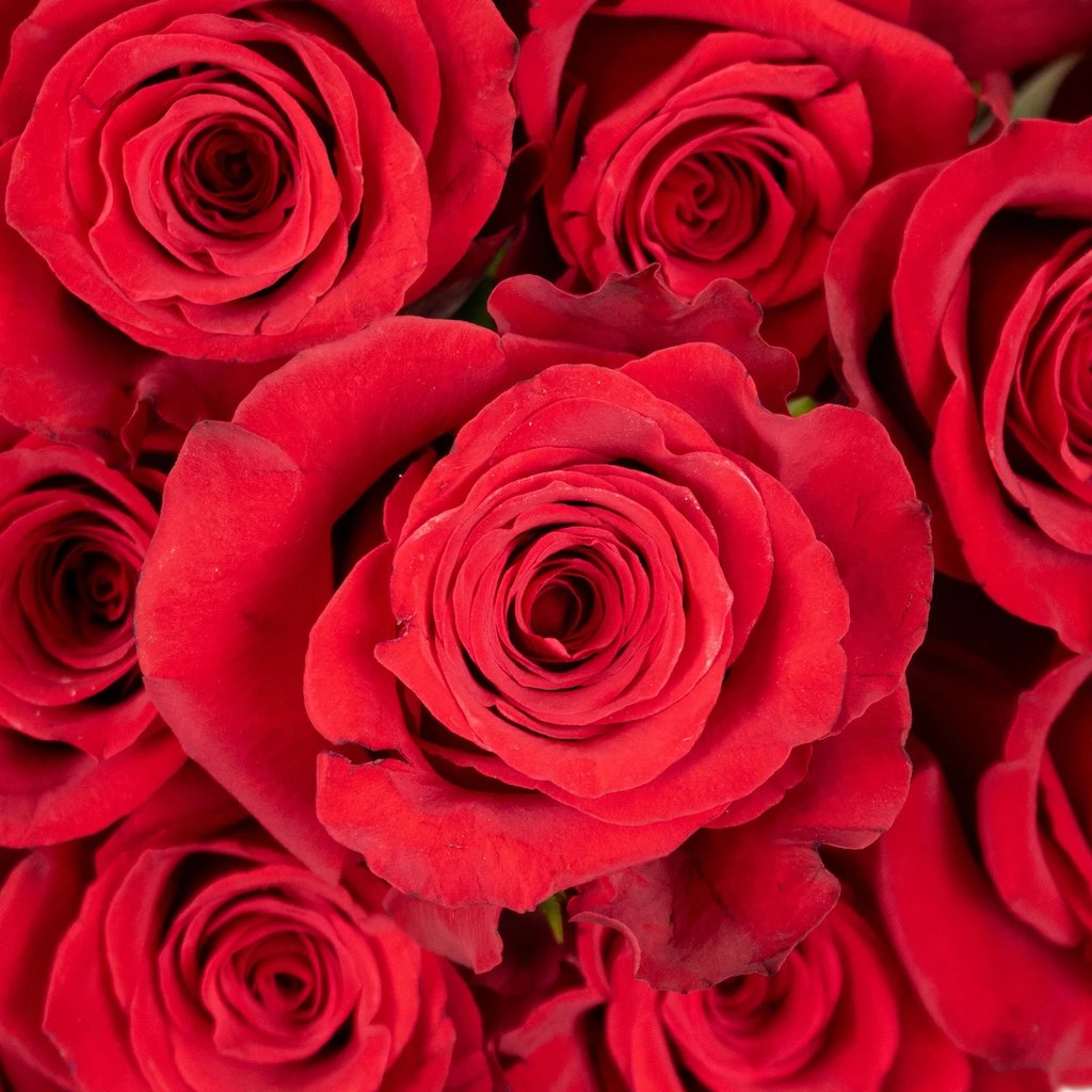 Wholesale Red Roses ᐉ bulk Red online in FiftyFlowers