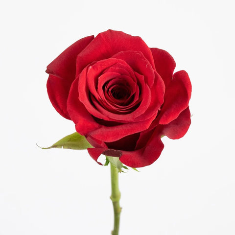 Red Rose Flower Stem
