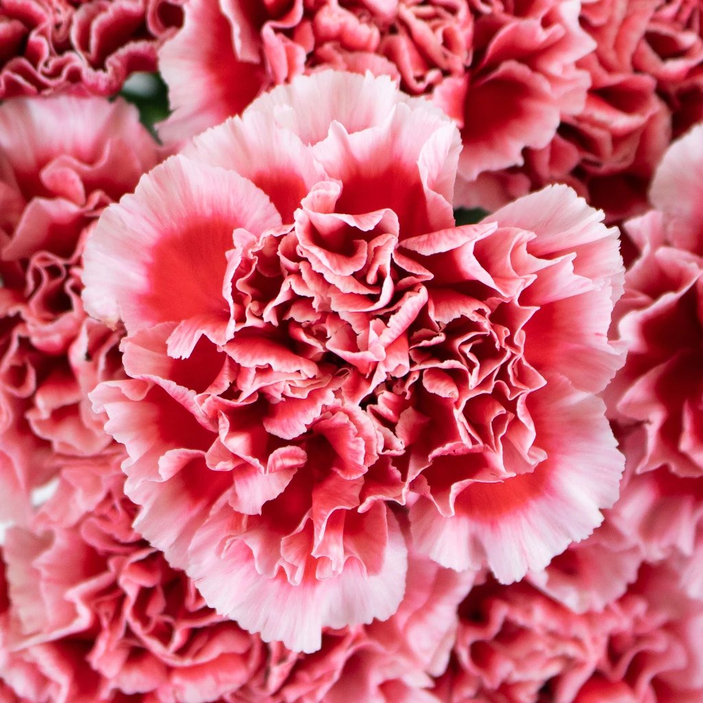 Wholesale Flowers, Red and White Variegated Carnations