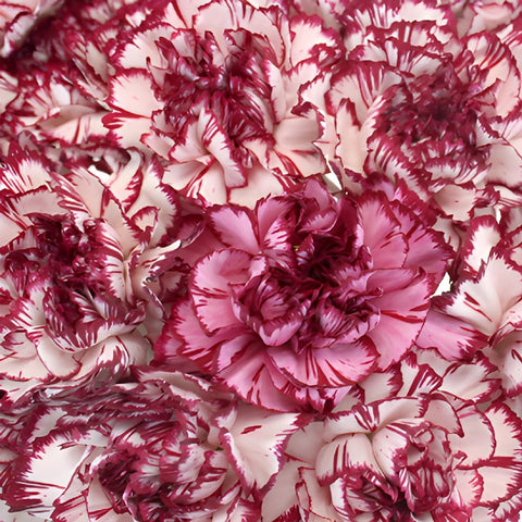 Rendezvous White and Purple Wholesale Carnations Up close