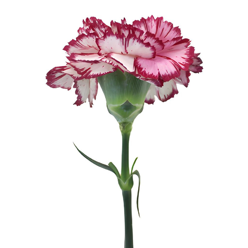 Rendezvous White and Purple Carnations side stem