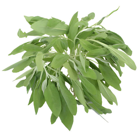 Fresh Cut Sage Herb for Flower Arranging