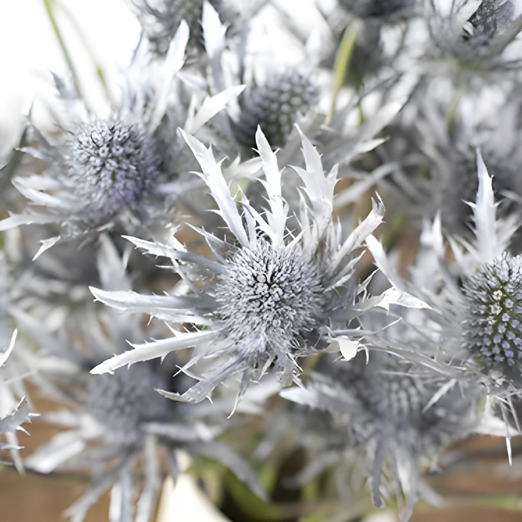Thistle Silver Bulk Flower | FiftyFlowers.com