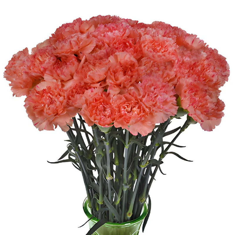 Solex Orange Carnation Flowers In a vase
