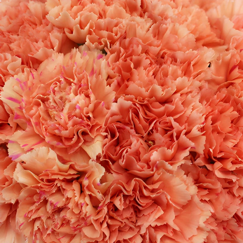 Solex Orange Wholesale Carnations Up close