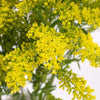Yellow Goldenrod Solidago Flowers