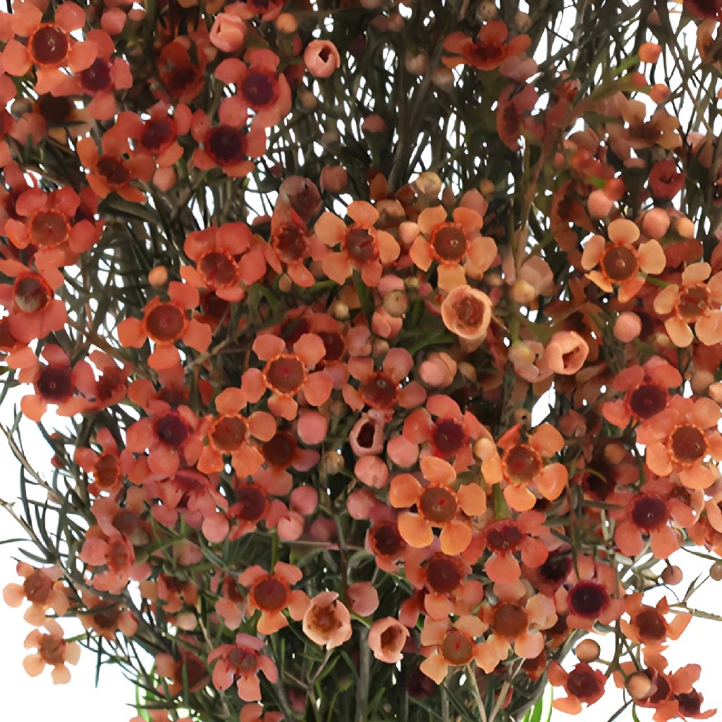 orange wax flower bouquet