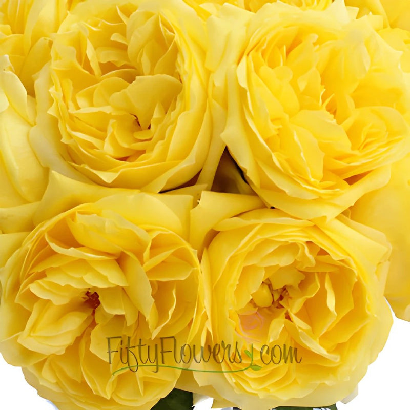 Yellow Garden Roses up close