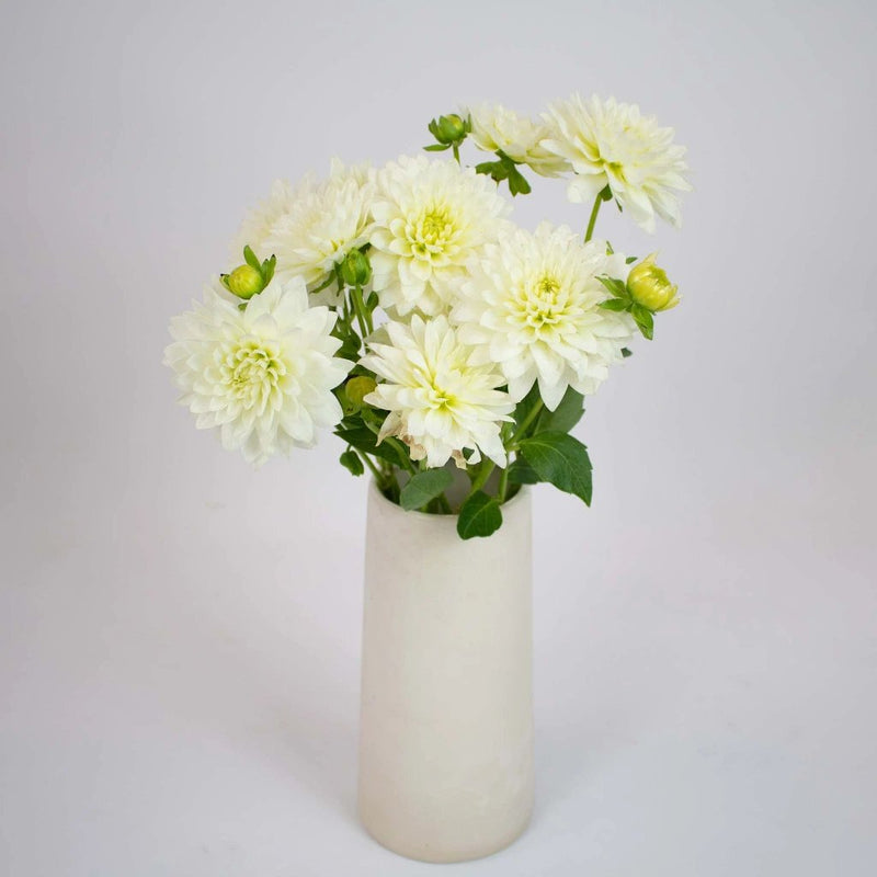 White Dahlia Flower Bunch in Vase