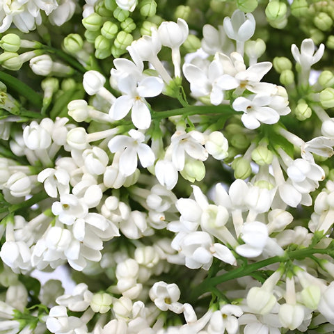 Designer White Lilac Flower