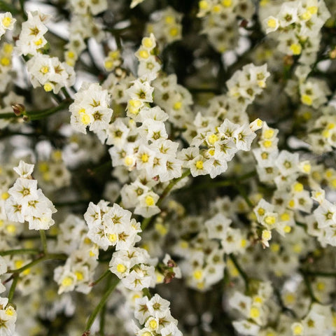White Limonium Flower Up Close