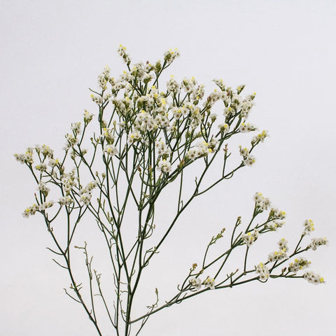 White Limonium Flower Stem