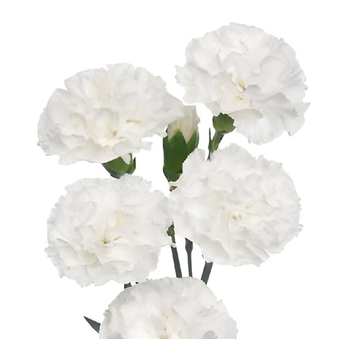 White Mini Carnation Flowers Up Close