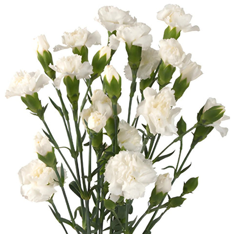 White Mini Carnations side stem