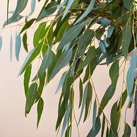 Willow Eucalyptus Wholesale Greenery Up Close