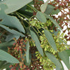 Willow Seeded Eucalyptus Greenery