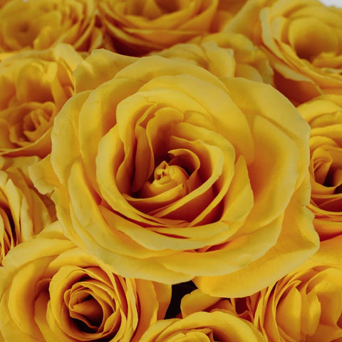 Yellow Rose Flower Up Close