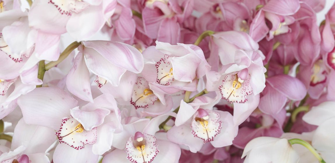 light pink and pink orchids up close