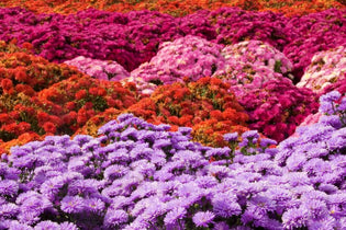 Purple, pink, hot pink, red, and orange mums in a field
